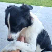 Photo of Shadow 