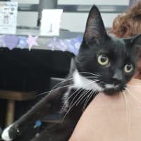 Photo of Chocolate   Now At Pet Quarters Rutherford