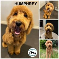 Photo of Humphrey Bear 