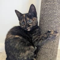 Photo of Nyx