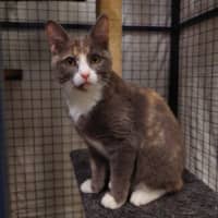 Photo of Apricot & Ishi