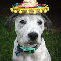 Photo of Burrito
