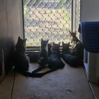 Photo of Purrcival