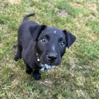 Photo of Leo   8 Week Old Wolfhound X
