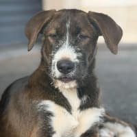 Photo of Odin
