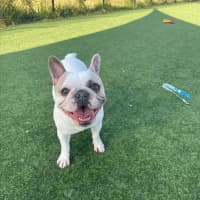 Photo of Coco Imp 1863