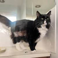 Photo of Midnight