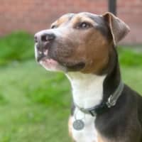Photo of Daisy