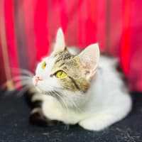 Photo of Luna   Located In Preston