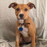 Photo of Indi