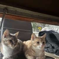 Photo of Purrl & Punchy! 