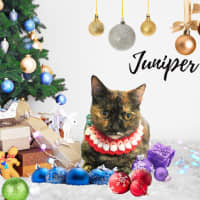 Photo of Juniper