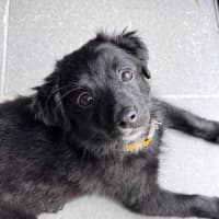 Photo of Rascal