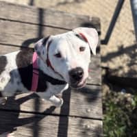Photo of Pongo