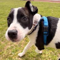 Photo of Brontie