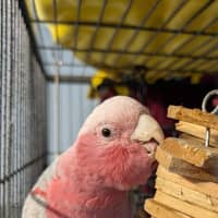 Photo of Karri