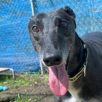 Photo of Fenton The Greyhound