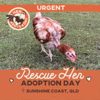 Photo of Rescue Hens