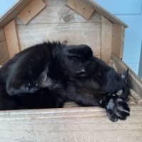 Photo of Purrcy
