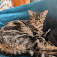 Photo of Noelle
