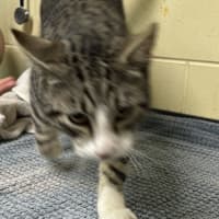 Photo of Atticus