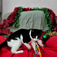 Photo of Bromley (9081)