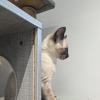 Photo of Cookie