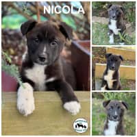 Photo of Nicola 