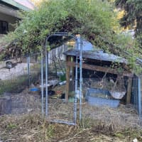 Photo of Bailey, Landon And Wooly 