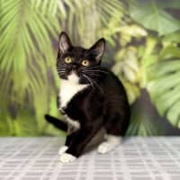 Photo of Pixie   Located In Frankston