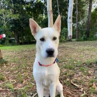 Photo of Paige *$350 Adoption Fee*