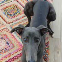 Photo of Dixie, The Greyhound
