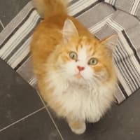 Photo of Benji