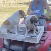 Photo of Turbo And Mazie