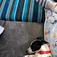 Photo of Smudge