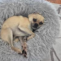 Photo of Bailey