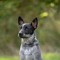 Photo of Rocket