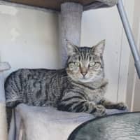 Photo of Misty Tabby