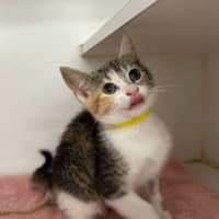 Photo of Mele
