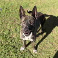 Photo of Abby Imp 1408