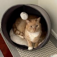 Photo of Boo