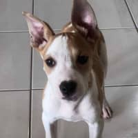 Photo of Honey (P13)