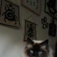 Photo of Jinx