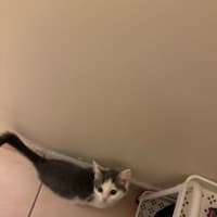 Photo of Turk