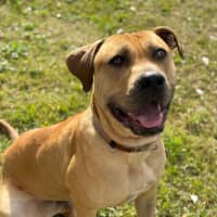 Photo of Tookie (9950)