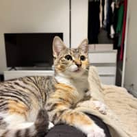 Photo of Maple