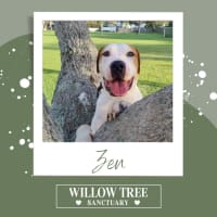 Photo of Zen