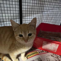 Photo of Peaches