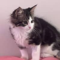 Photo of Jolie