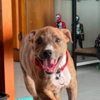 Photo of Cookie   6 Month Old Staffy X Ridgeback